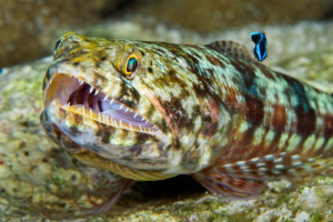 Lizard fish & cleaner by Paul Colley 